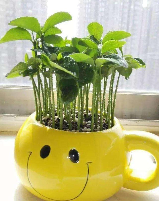 吃完的种子养出"盆景",2个月出小苗,体验自给自足的乐趣!