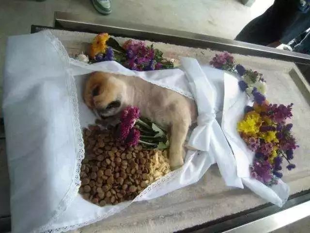 辽宁沈阳有一家专门为去世宠物举行葬礼的机构.