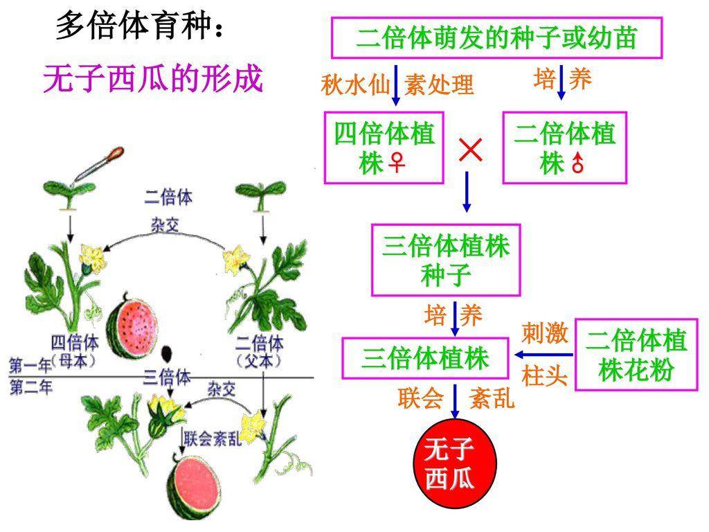 无籽西瓜的培育原理图片