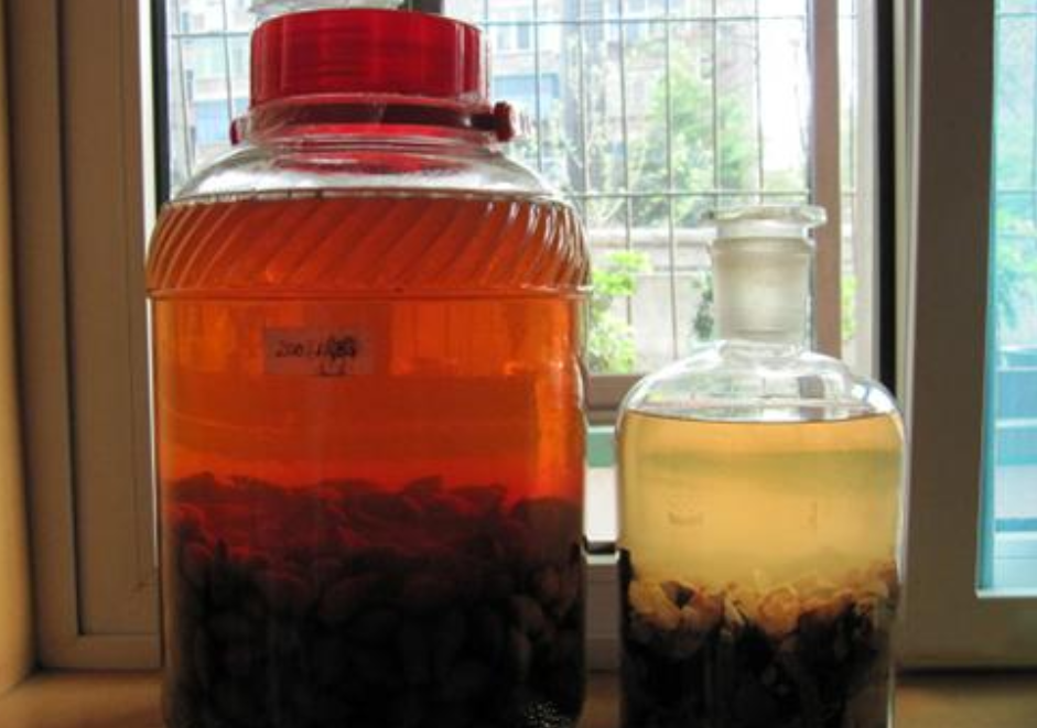 农村娃不敢摘的野果,浑身刺却只吃外皮,泡酒喝对身体好