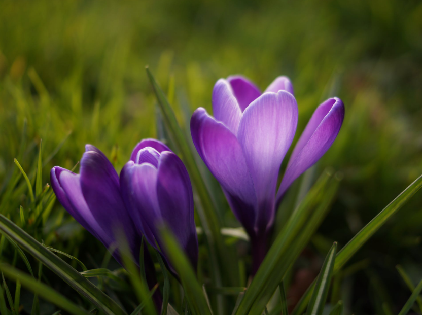 鲜花欣赏:一组春花烂漫的鲜花图片,你喜欢吗