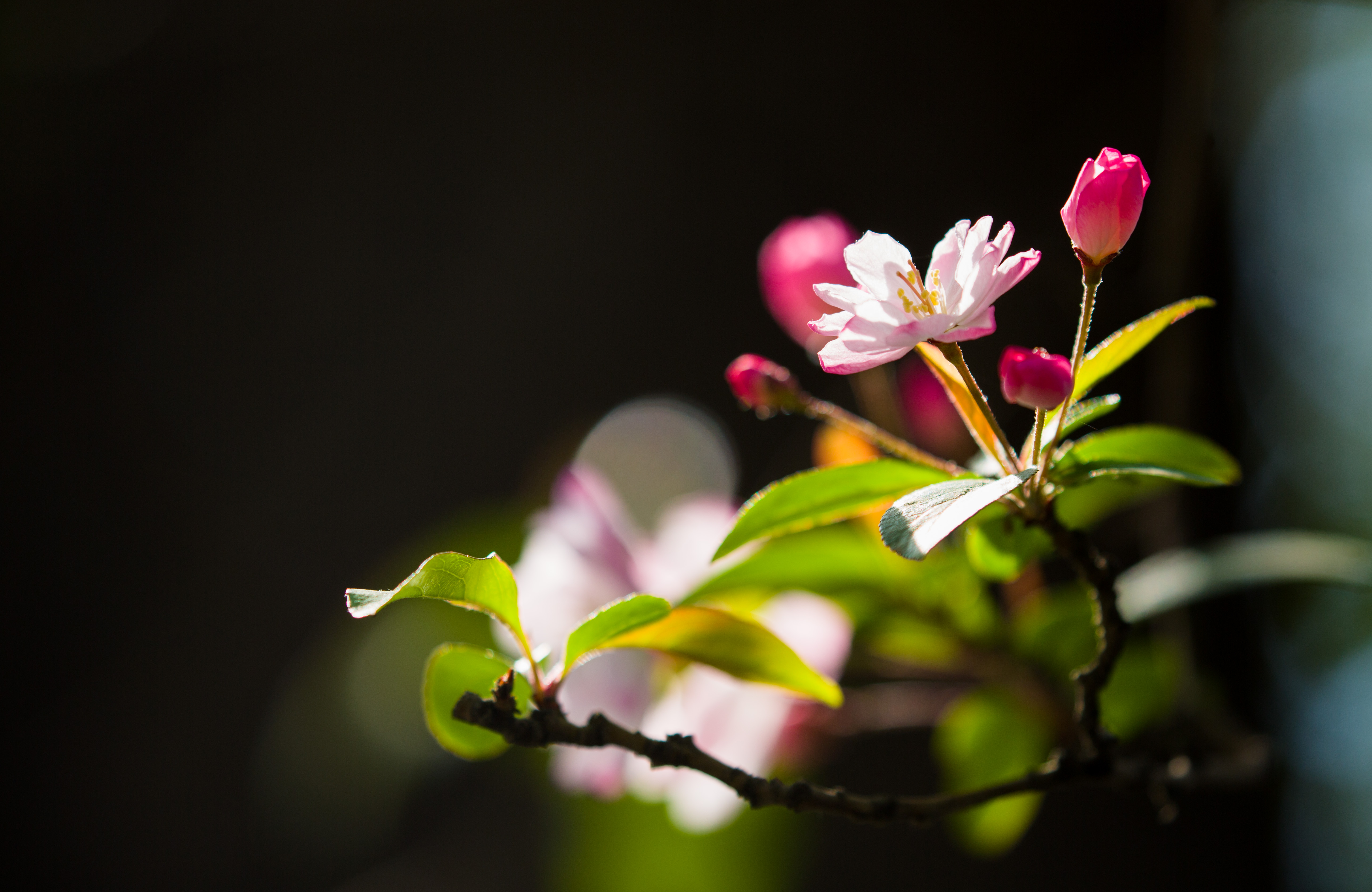 五龙潭西府海棠,美醉了