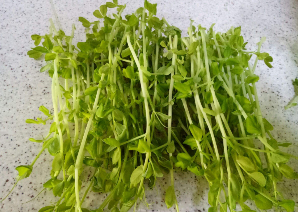 常见芽菜种植技术分享,香椿芽和萝卜芽是小时候的家常菜