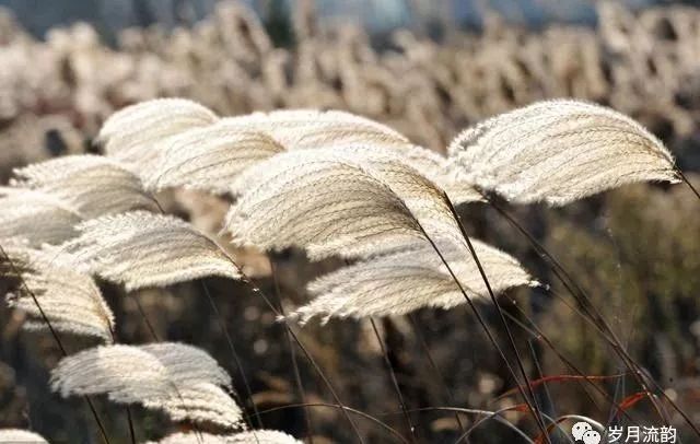随笔:迎风而落小靛花