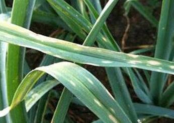 大蒜灰叶斑病的病害症状及防治方法