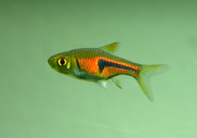 金三角灯鱼你真的了解吗?金三角灯鱼知识科普