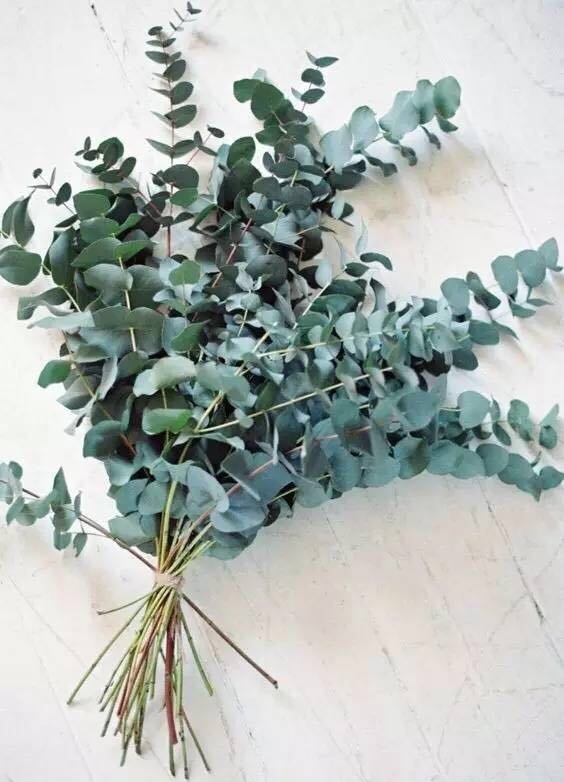 尤加利叶,花艺界的小清新