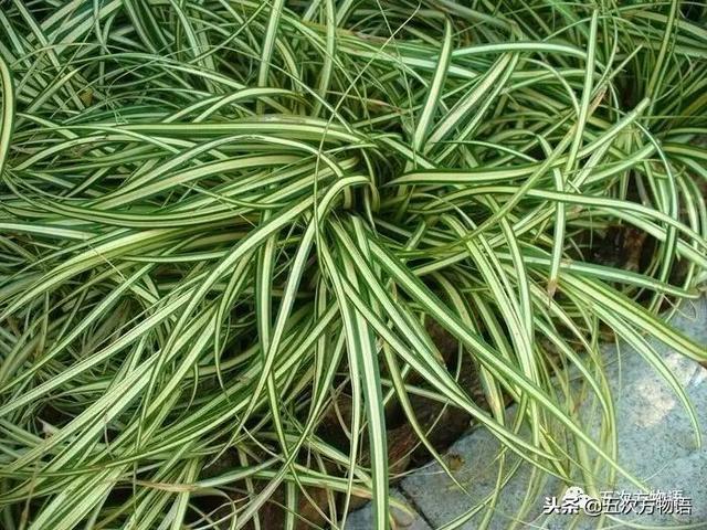 农村常见莎草科植物简介