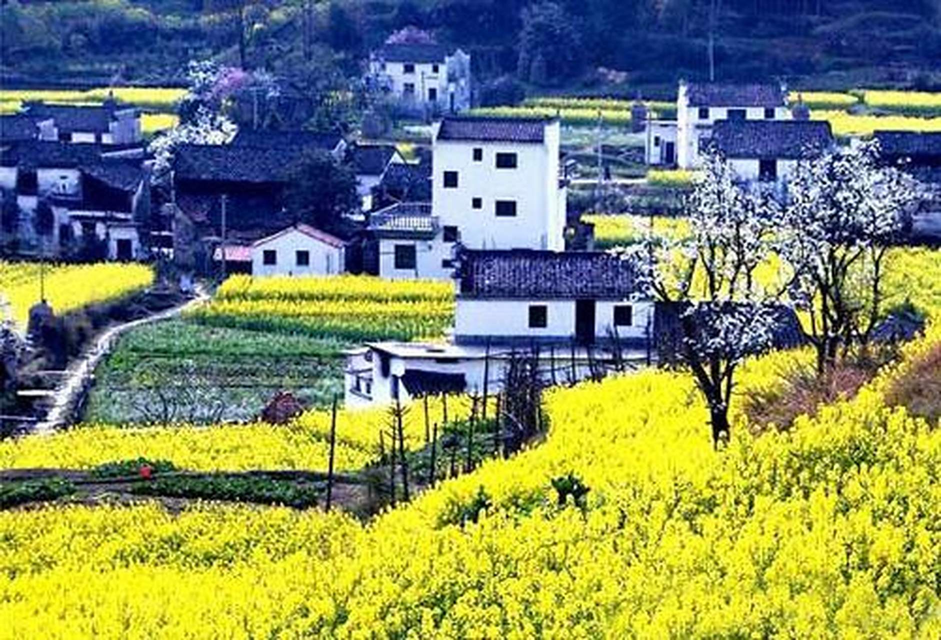 江西婺源旅游攻略(江西婺源旅游攻略二日游)