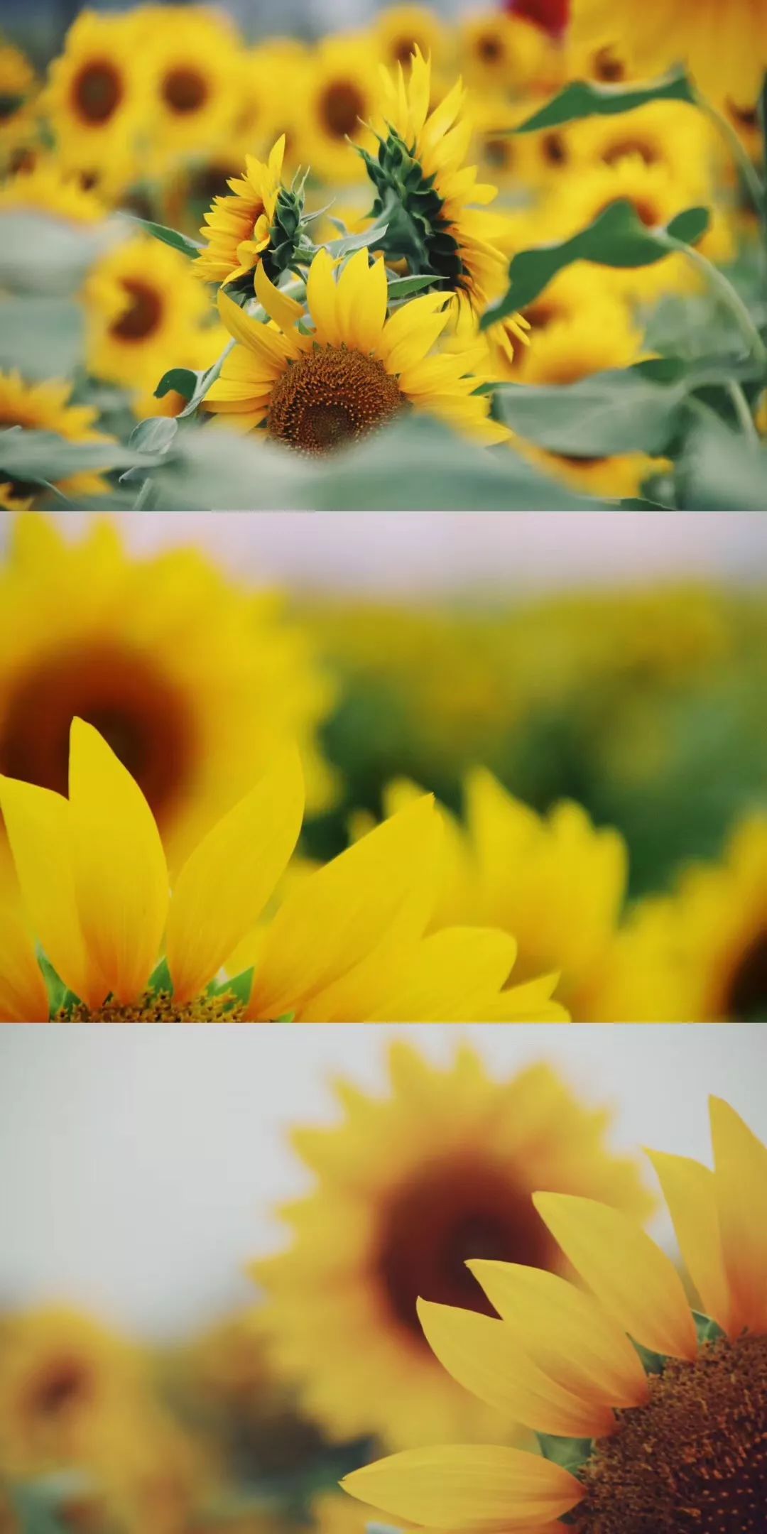 浙南ins风的向日葵花海,正在向你招手!