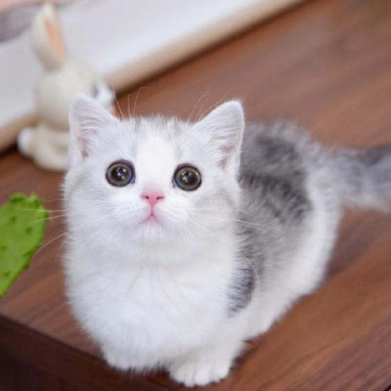 粘人的腊肠猫,开朗的性格,看完心情也好