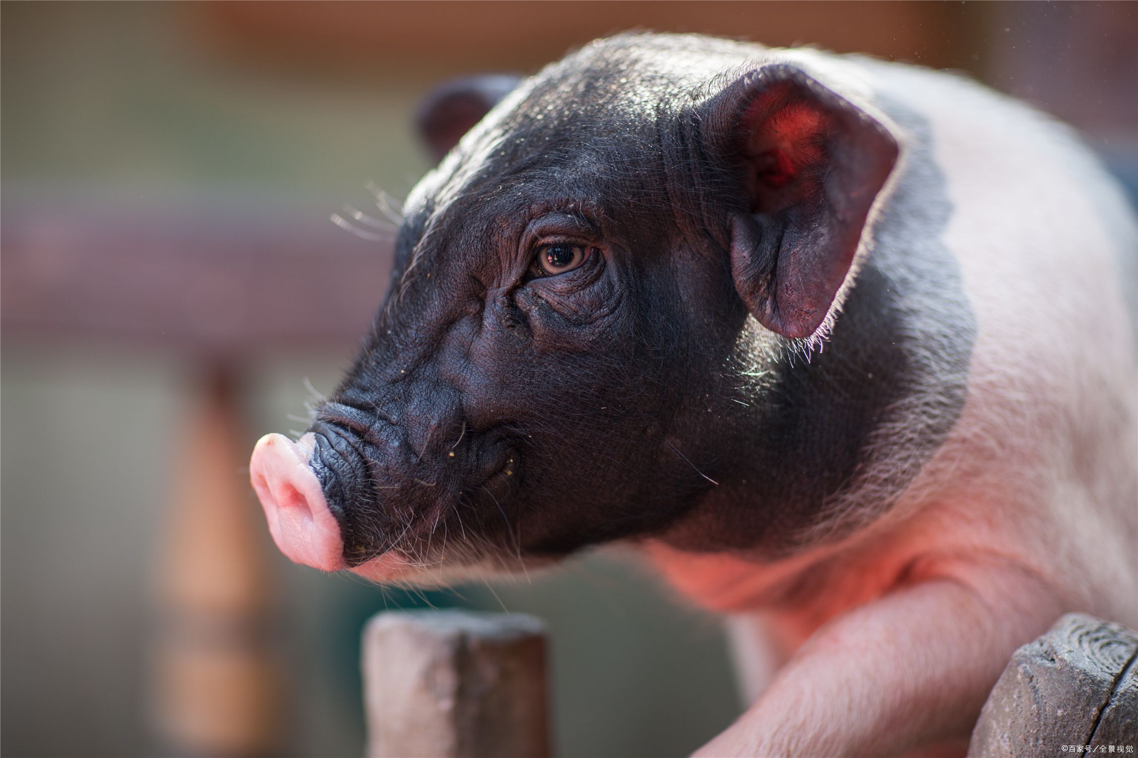 5,"茶杯猪"的寿命很短