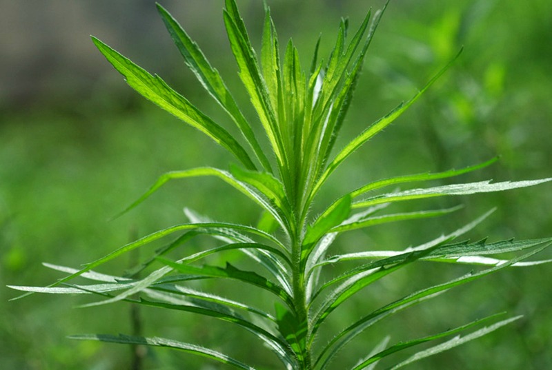 农村厕所边的植物野草,有酒的香味,人称"酒香草",价值珍贵