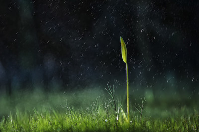 通过小草看人生,像草一样从容经历风风雨雨