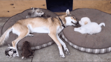 360_202gif 动态图 动图