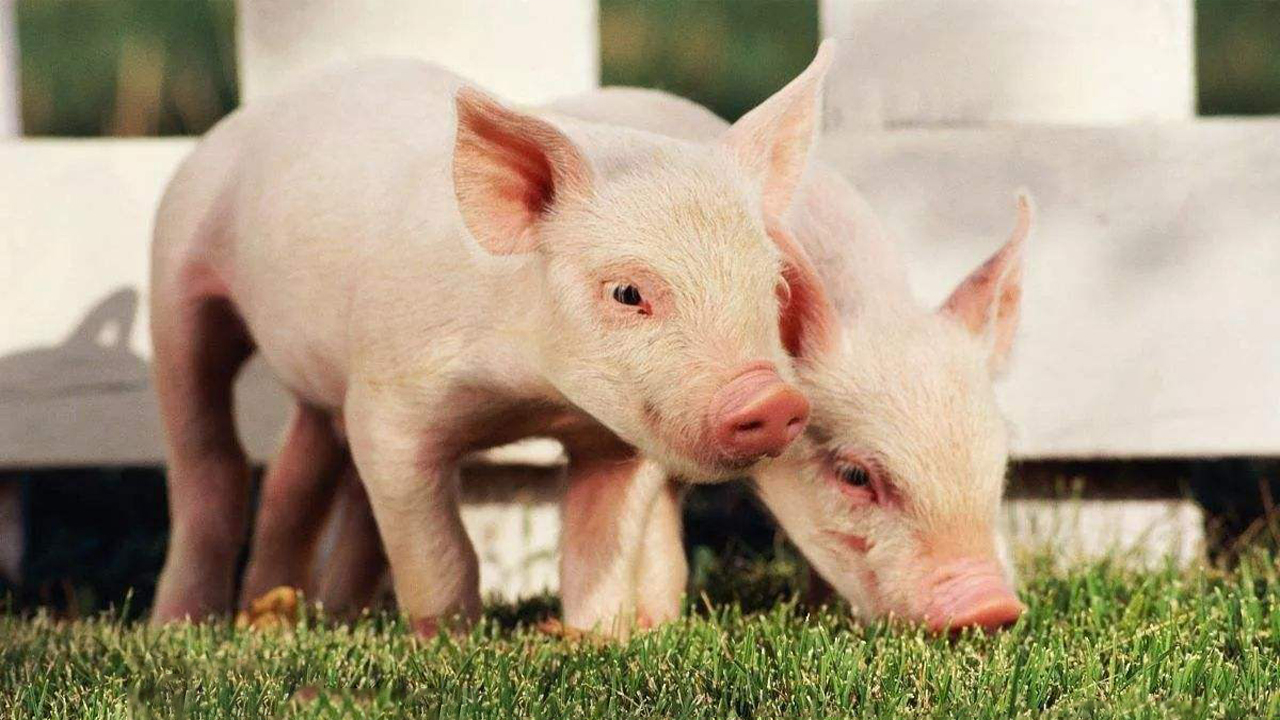 充电课堂:猪仔断奶后几日突然死亡的几点思考