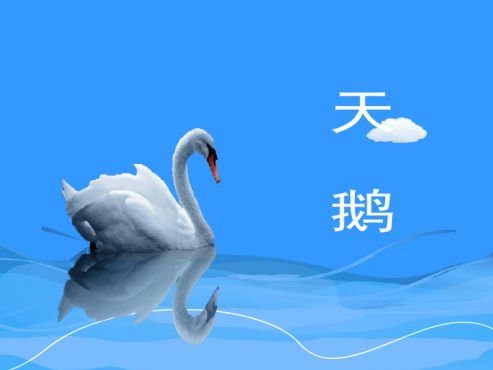 [图]天鹅：天鹅指雁族（学名：Cygnus）的鸟类