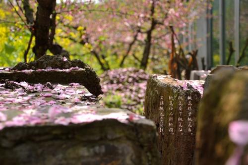 桃花塢裡桃花庵,桃花庵下桃花仙; 桃花仙人種桃樹,又摘桃花換酒錢.