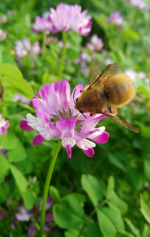 春天里,小蜜蜂与百花有个约会