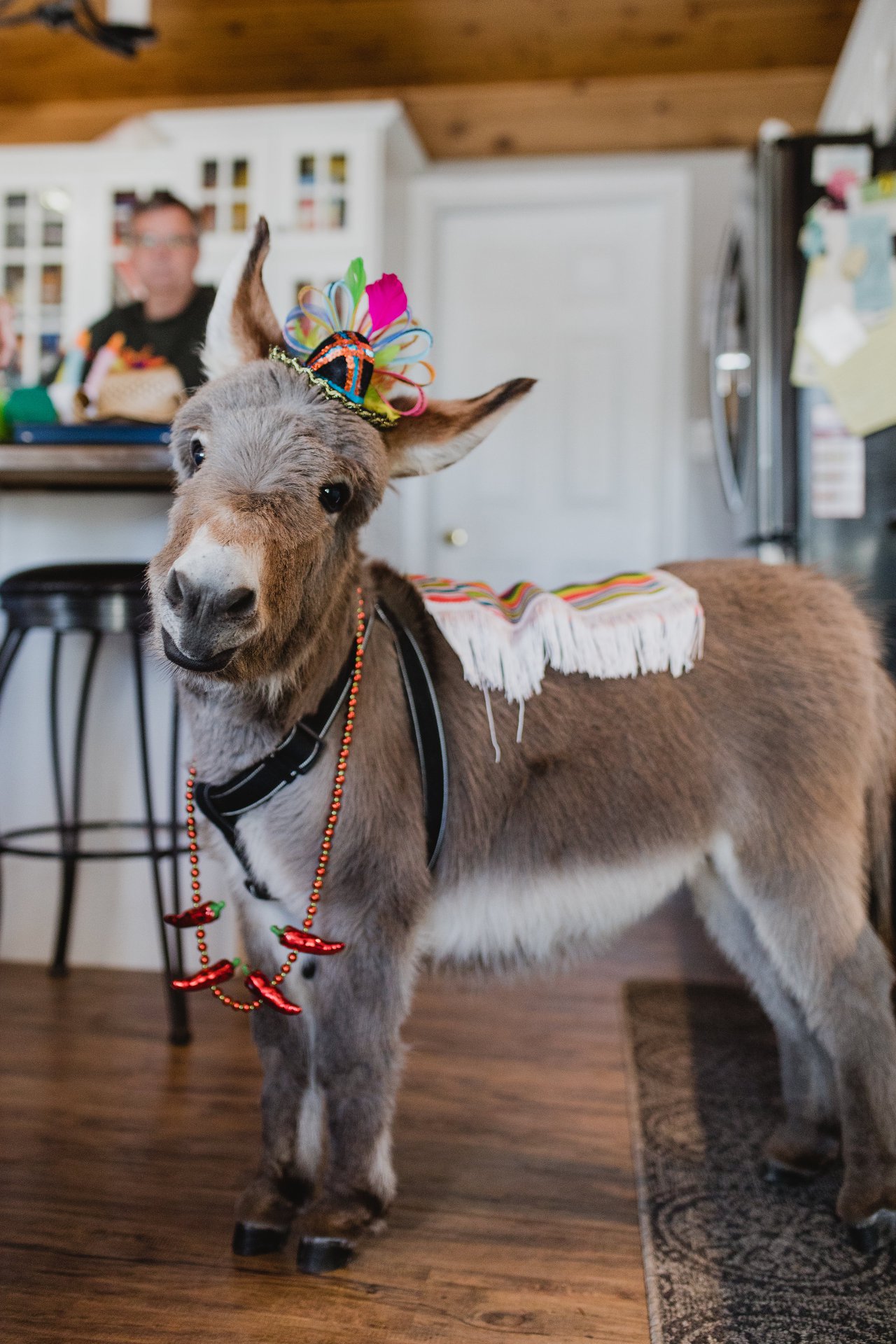 迷你驴在家里养久了,真把自己当成汪星人了,每天就爱扔枕头玩