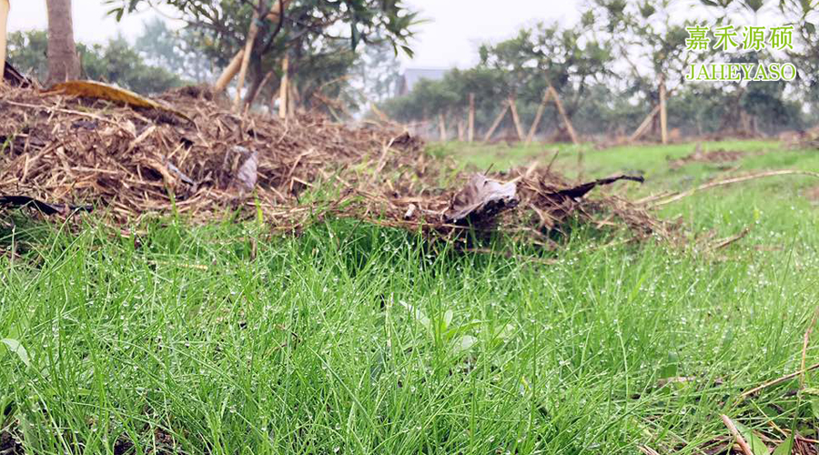鼠茅草种植手册-鼠茅草的作用于优势