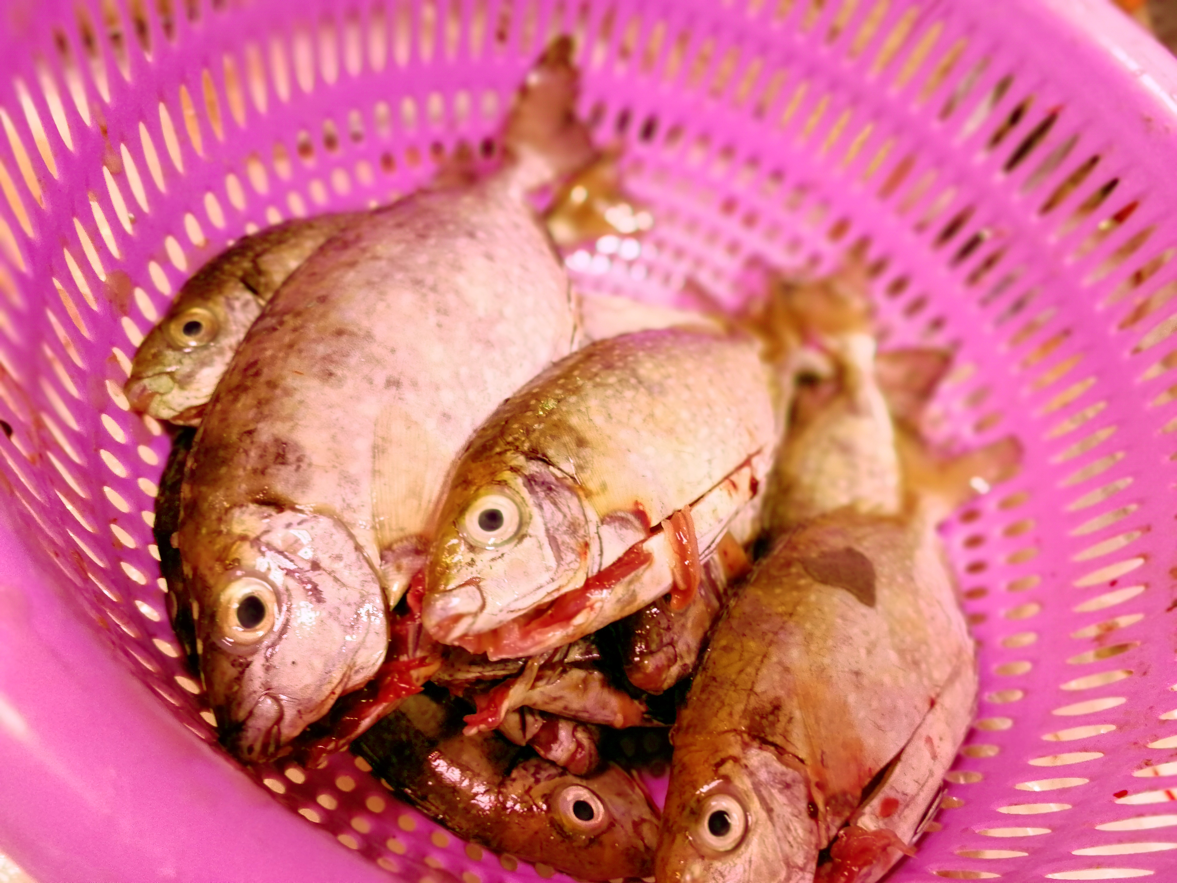潮汕菜市场上常见到的几种海鱼,但还不够全,下次别买错了!