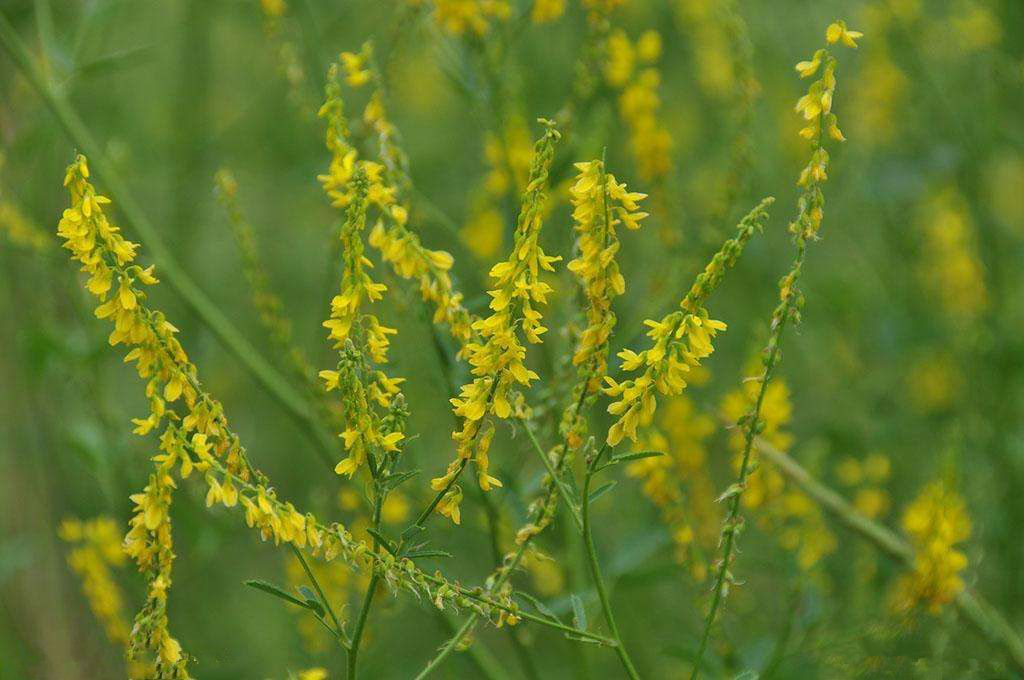 含在口中以"芬芳口辞",盖借公鸡善鸣之意,称之为"鸡舌香" 八,零陵香 1
