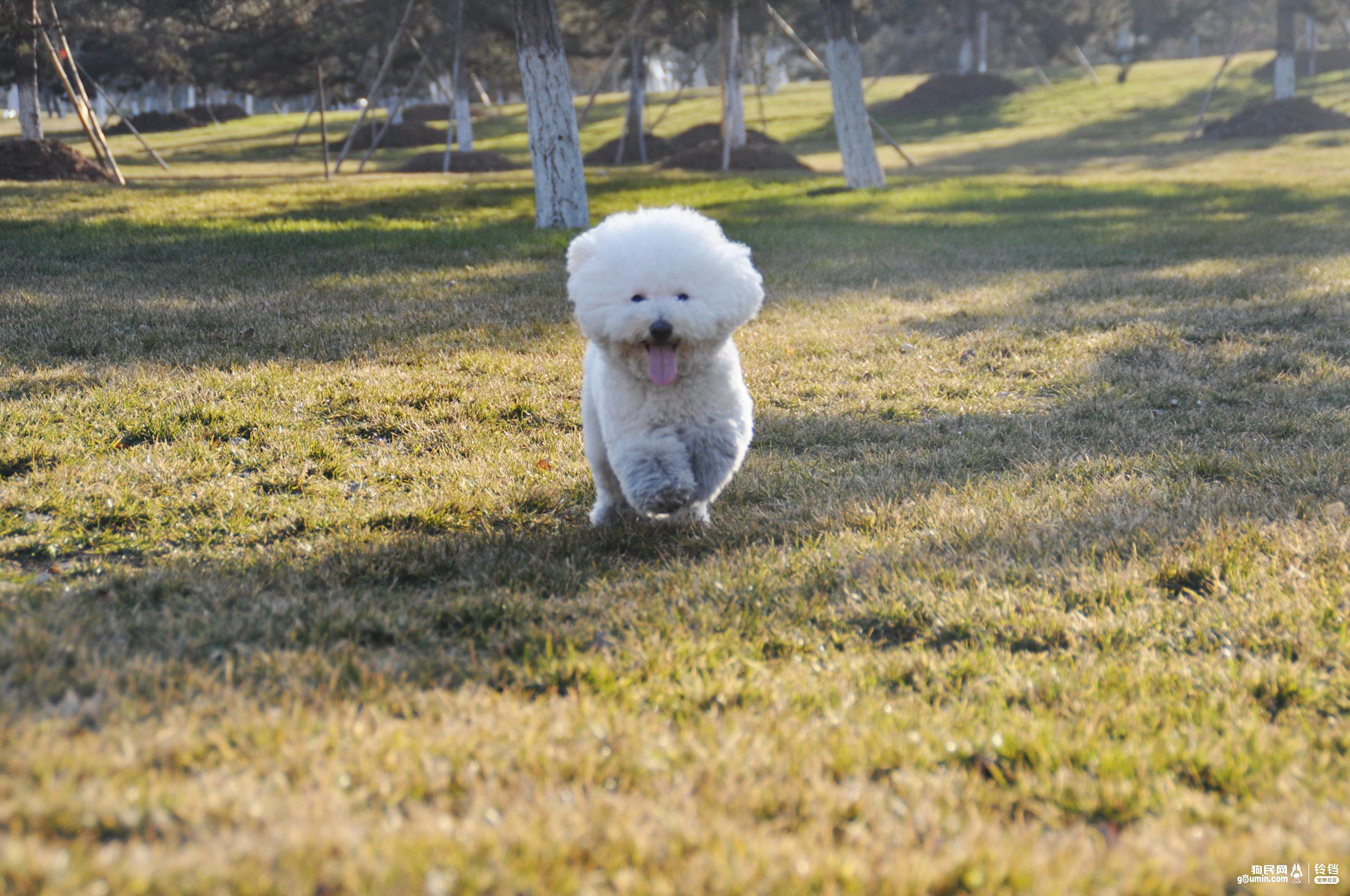十大性格好的不掉毛的狗狗!你最喜欢哪只?