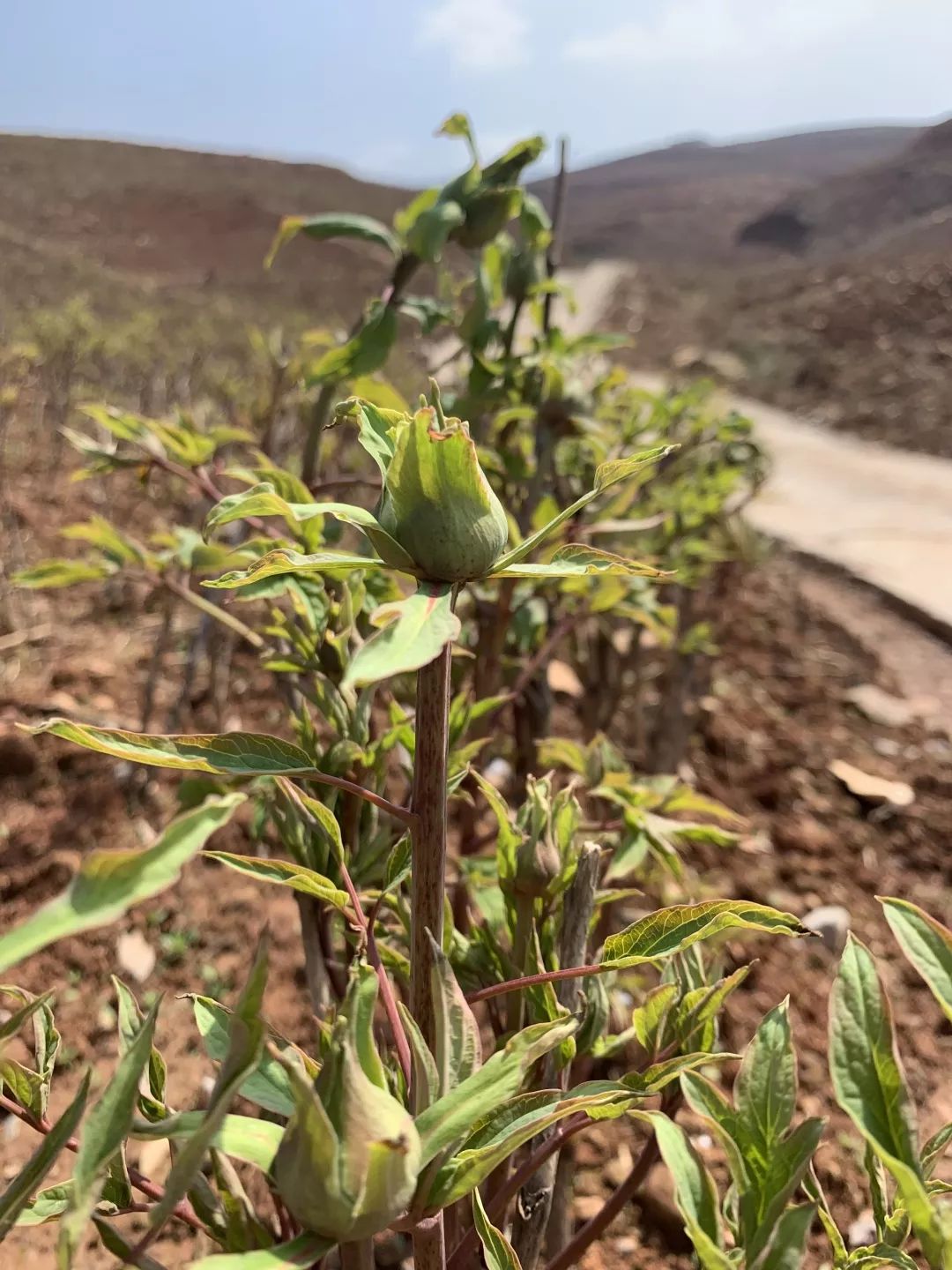 一起去春游~  坐标:良坊镇下坊村 桃之夭夭,灼灼其华 2,布口村海棠园