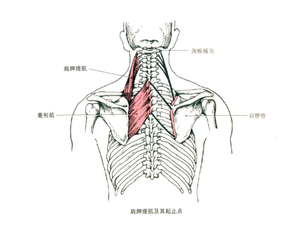 (干货)肌肉深层解剖学——肌肉的起止点及功能作用!