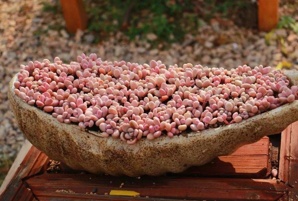 养多肉桃蛋,学会简单"3招",叶子肥厚"粉嘟嘟",爆盆收不住