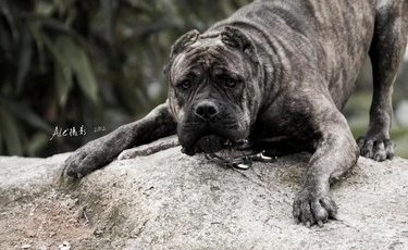 它是最受欢迎的三大护卫犬之一的"黑色闪电,战斗力不输比特