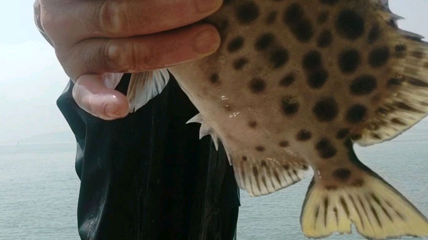 渔人老赵赶海撒网抓鱼,抓到名贵金鼓鱼,发财了