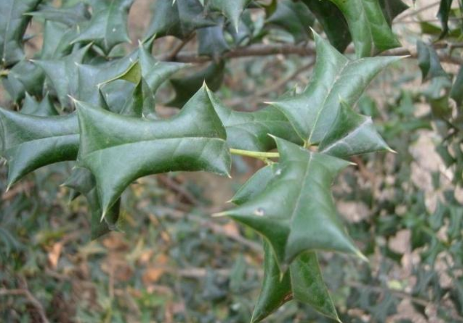 农村一种带刺的树,人称"鸟不碰",曾是皇家贡品,如今价值极高