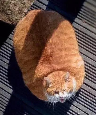 橘猫一般都很胖,为什么呢?难道真有"大橘为重"的定律?