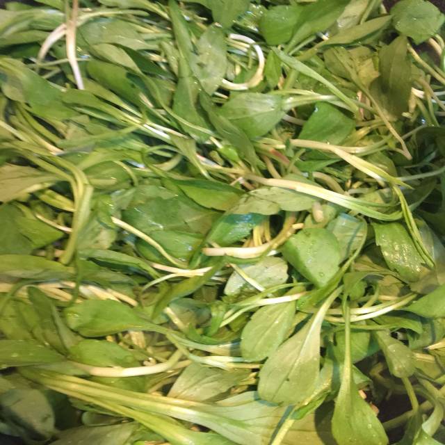 马兰头 baijiahao.baidu.com