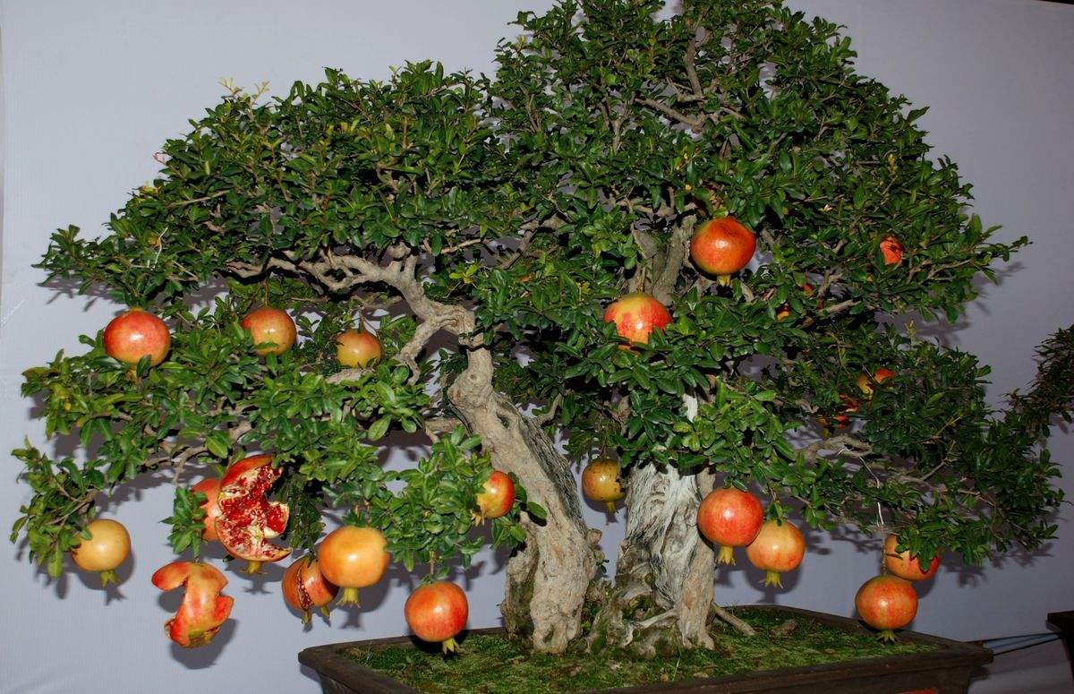 如何轻松快速的做好一盆石榴盆景,你只差这几步