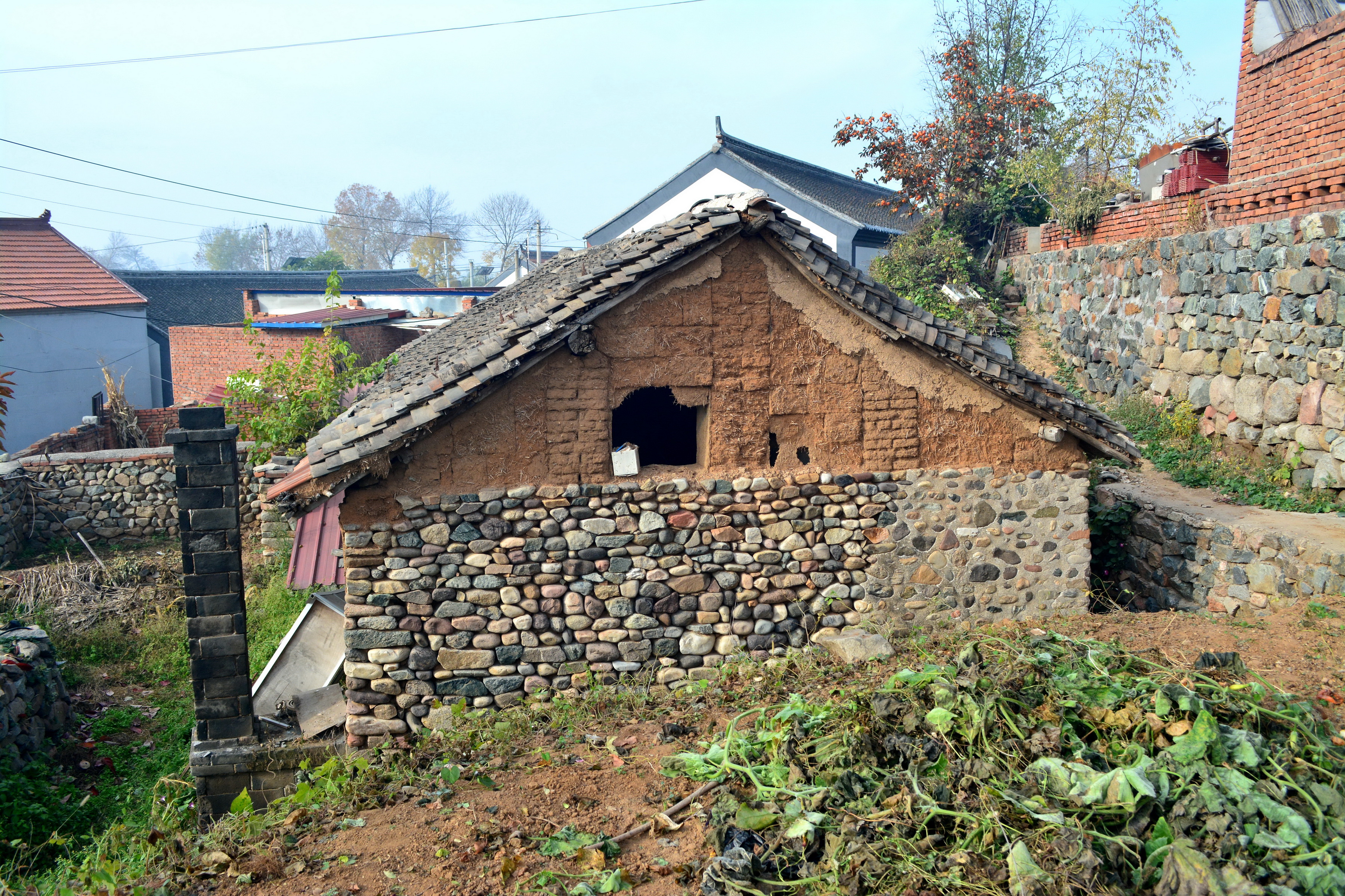 北京山里人家石头墙老瓦房,柿子垂落矮墙上,民风淳朴像世外桃源
