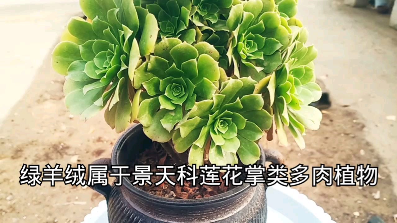 多肉植物绿羊绒法师,不仅好看而且好养,还能凹出盆景造型