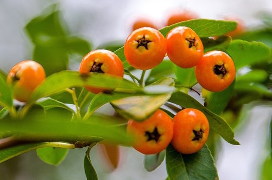 食用野果之火把果