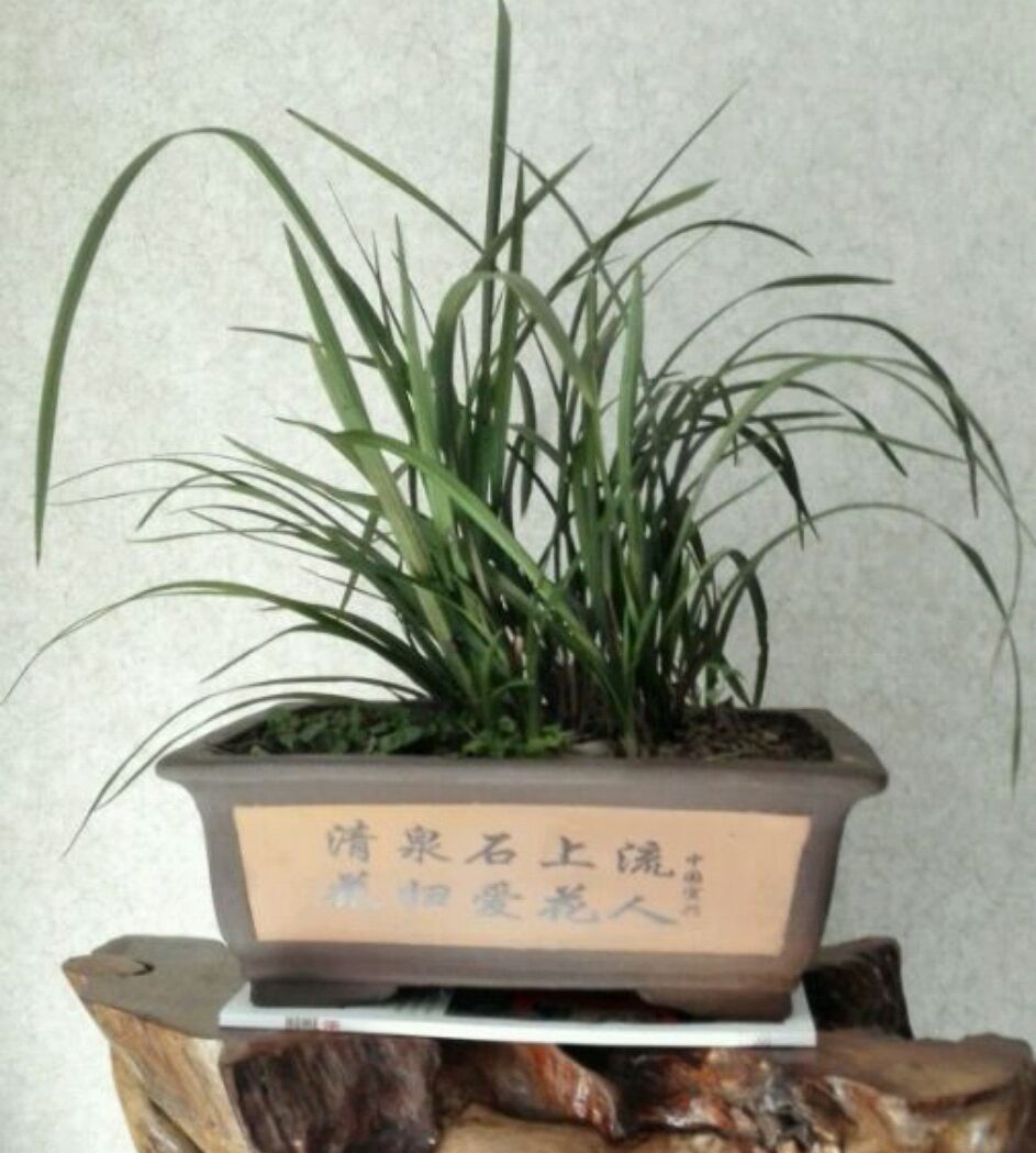 种植兰花用浅盆好还是用深盆好?兰博士这样说