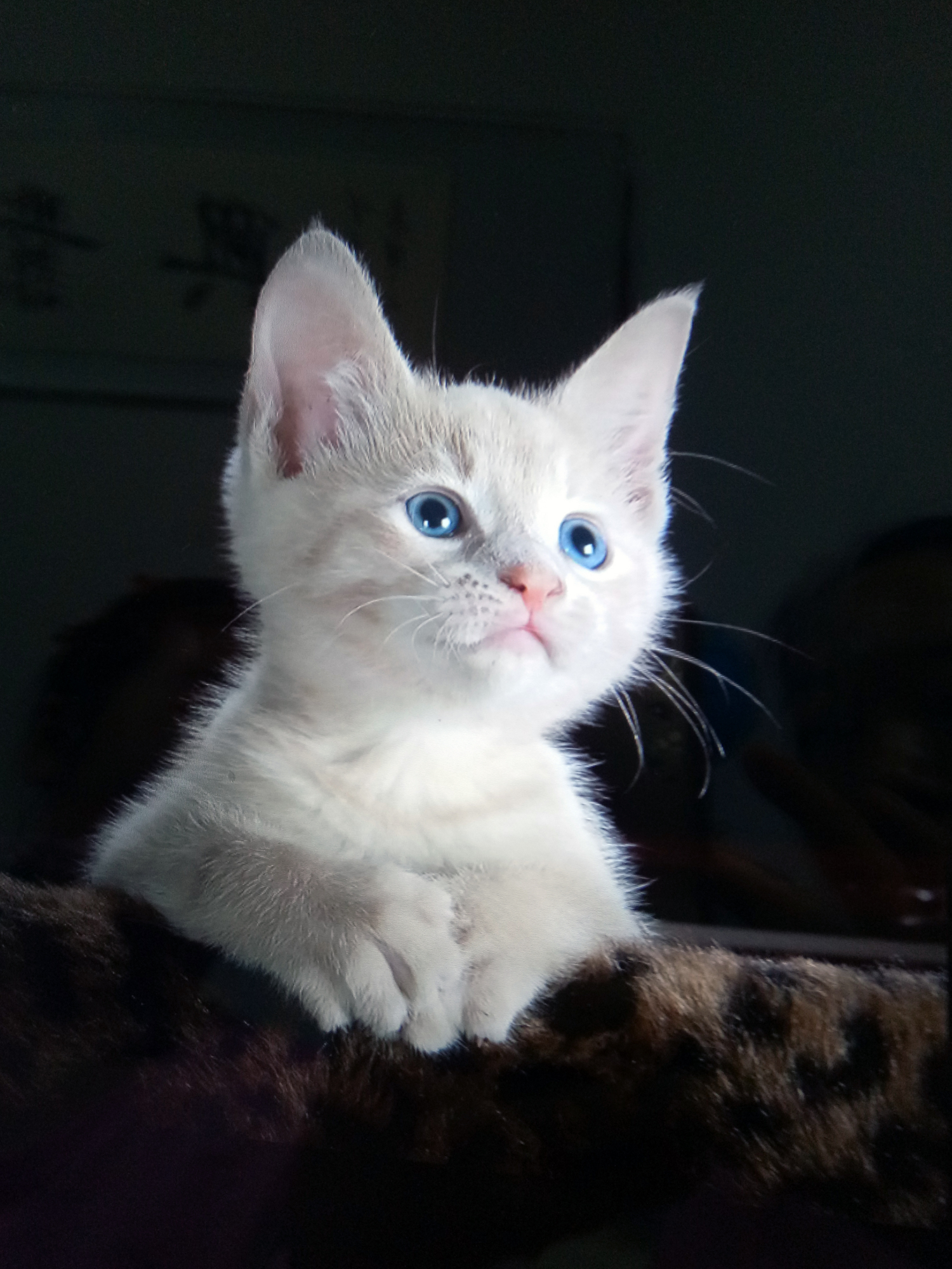 新宠卡其色小奶猫,左顾右盼上蹿下跳,好奇满满