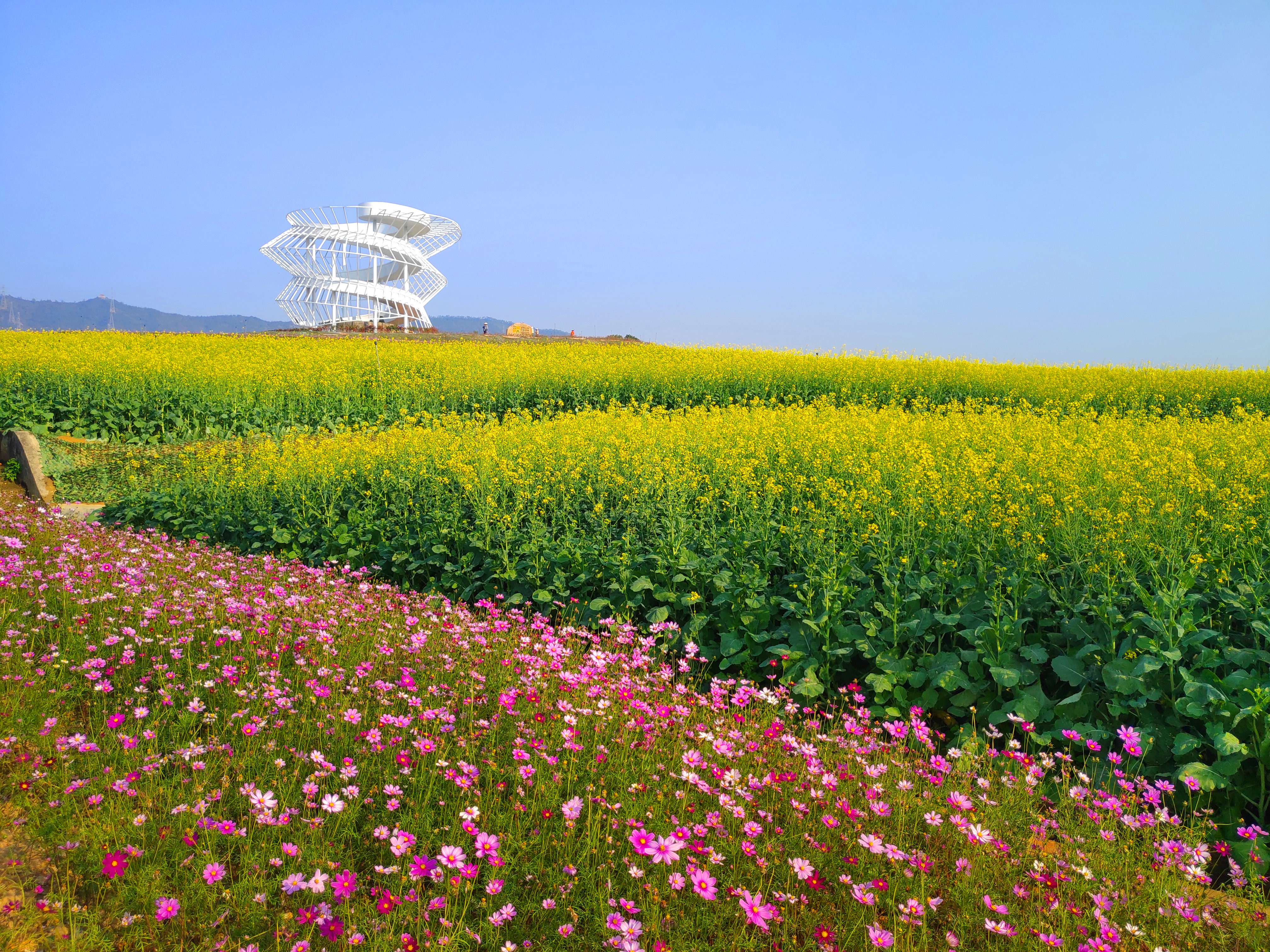 深圳光明公园花海图片