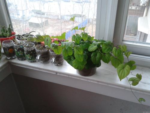 "山药豆"不用买,阳台上种几盆,年年吃不完,好吃又稀奇