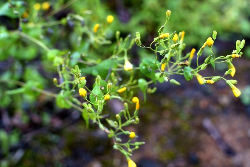 一种饲用药用价值均高的"苦碟子",一般人都不认识