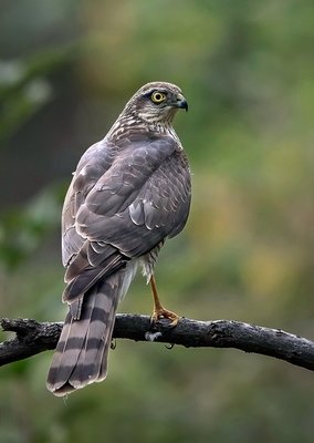 雀鹰一般生长在哪里?