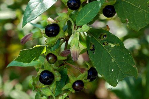 农村一种黑果,身藏剧毒,农民见了就砍,却有人大规模种植