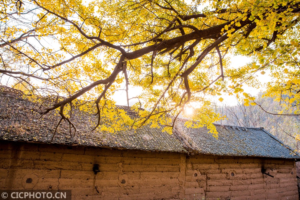 美!洛阳嵩县白河镇千年银杏林迎来最佳观赏期