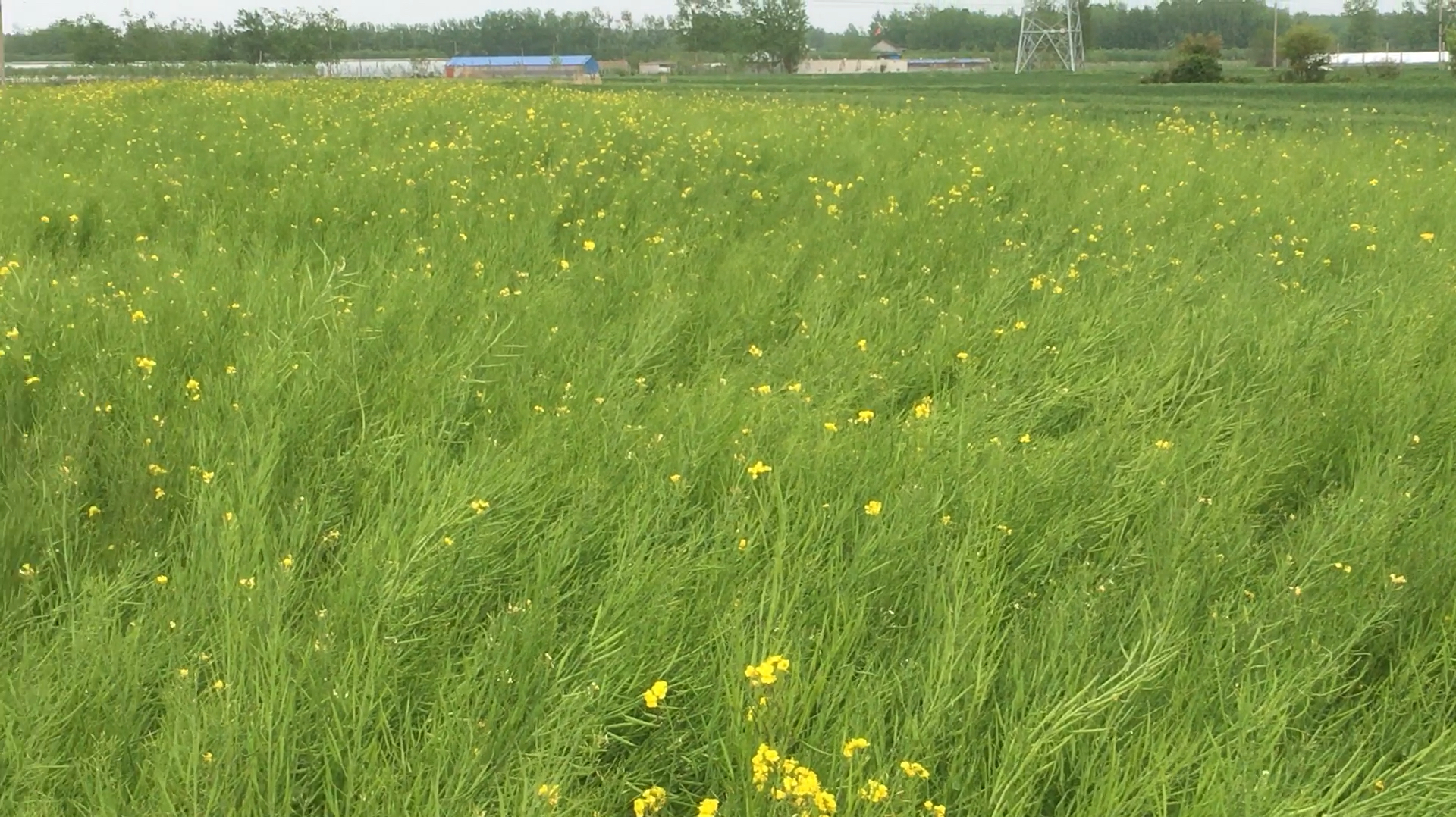 北方数亩油菜花,花期已经基本过了,结出了硕硕果实