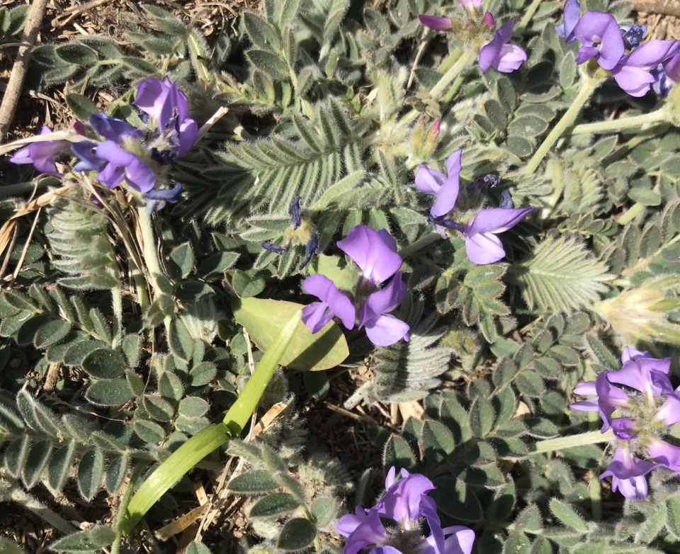 路边常见一小花,别称"米口袋",记住它的模样,用处较大